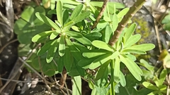 Euphorbia azorica