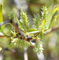 Salix atrocinerea