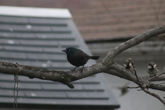 Quiscalus quiscula