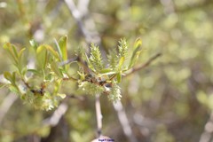 Salix atrocinerea
