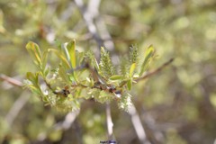 Salix atrocinerea