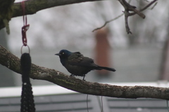Quiscalus quiscula
