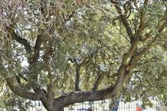 Quercus rotundifolia