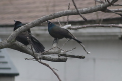 Quiscalus quiscula