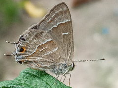 Strymon daraba