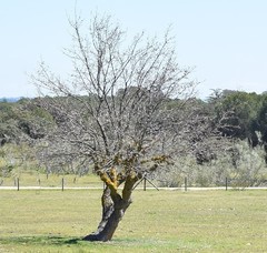 Fraxinus angustifolia