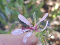Pelargonium carnosum carnosum