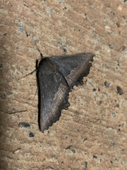 Nycticleptes lechriodesma