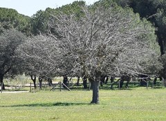 Quercus rotundifolia