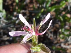 Pelargonium carnosum carnosum