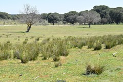 Scirpoides holoschoenus