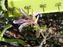 Pelargonium carnosum carnosum