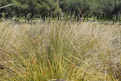 Scirpoides holoschoenus