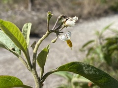 Solanum donianum