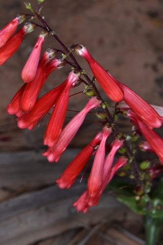 firecracker penstemon