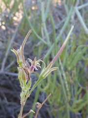 Pelargonium carnosum carnosum