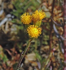 Senecio subumbellatus