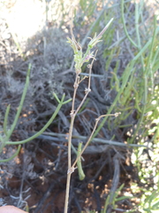 Pelargonium carnosum carnosum