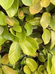 Ficus pumila