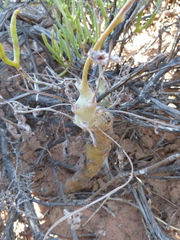 Pelargonium carnosum carnosum