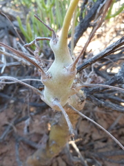 Pelargonium carnosum carnosum