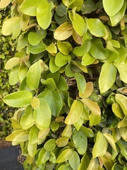 Ficus pumila