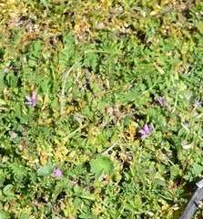 Erodium cicutarium