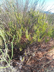 Pelargonium carnosum carnosum