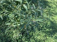 Solanum bahamense