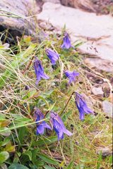 Campanula dasyantha