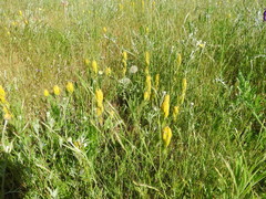 Castilleja levisecta