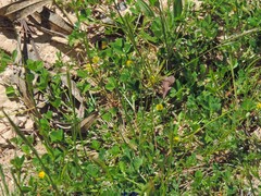 Trifolium campestre