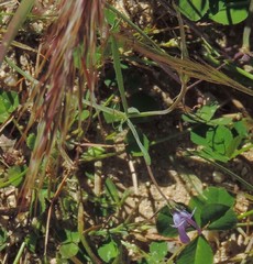 Lathyrus angulatus