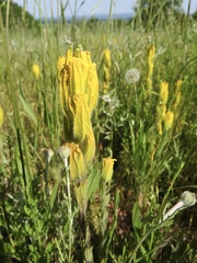 Castilleja levisecta