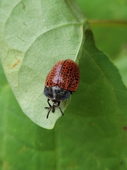 Botanochara impressa