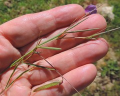 Lathyrus angulatus