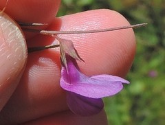 Lathyrus angulatus