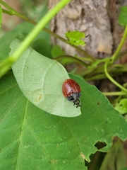 Botanochara impressa
