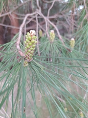 Pinus pinaster