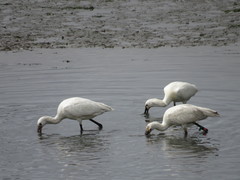 Platalea leucorodia