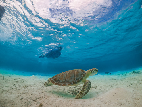 Green sea turtle