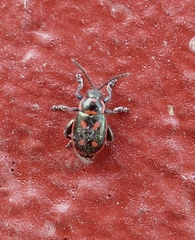 Oedionychis cincta