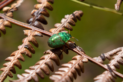 Erachtheus lutulentus