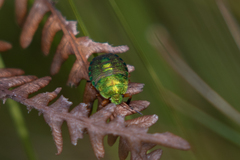 Erachtheus lutulentus