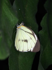 Ganyra phaloe