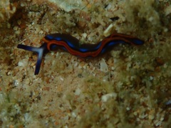 Thuridilla indopacifica