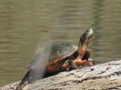 Pseudemys concinna concinna