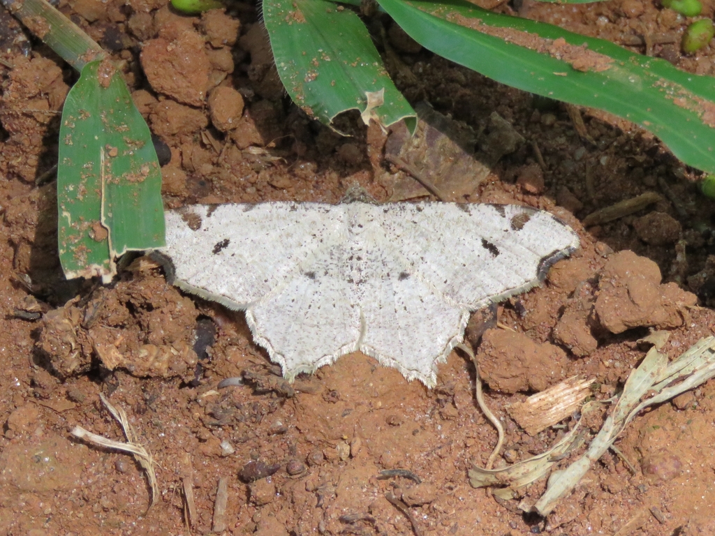 Semiothisa trinata