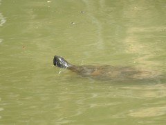 Pseudemys concinna concinna