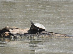 Pseudemys concinna concinna